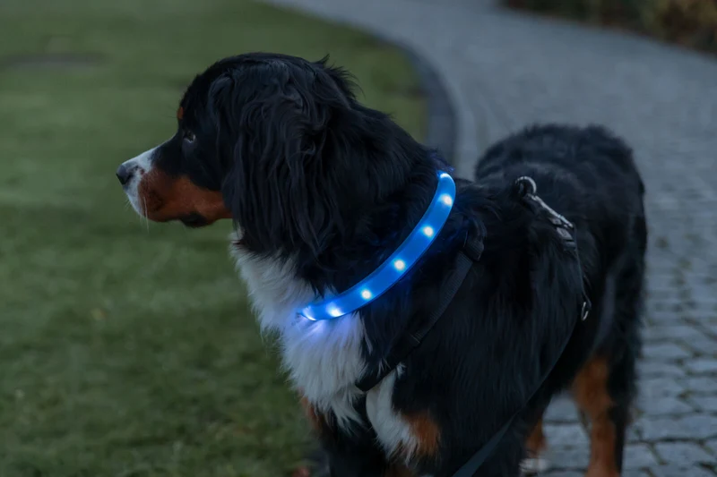 extra breites Leuchthalsband für langhaarige Hunde, wiederaufladbar