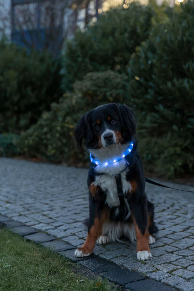 extra breites Leuchthalsband für langhaarige Hunde, wiederaufladbar