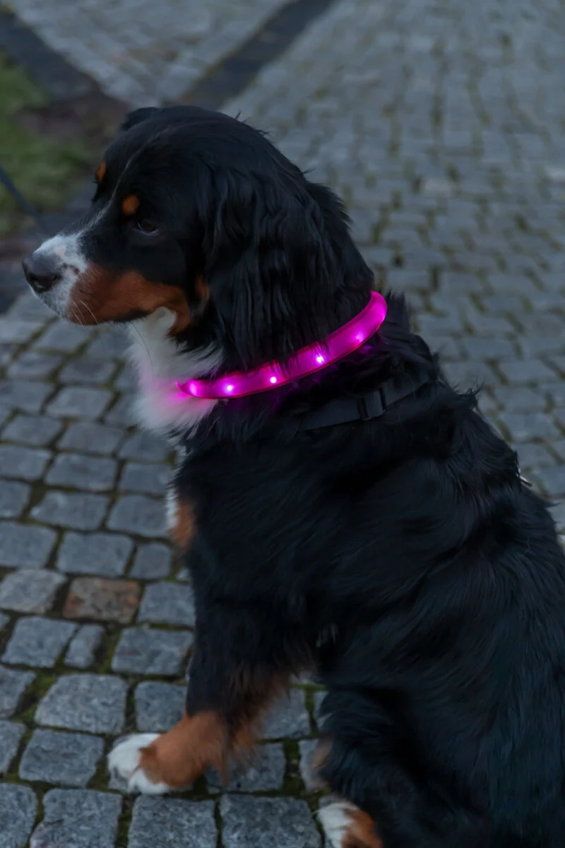 extra breites Leuchthalsband für langhaarige Hunde, wiederaufladbar