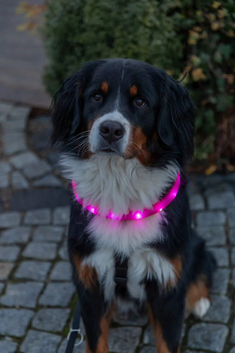 extra breites Leuchthalsband für langhaarige Hunde, wiederaufladbar