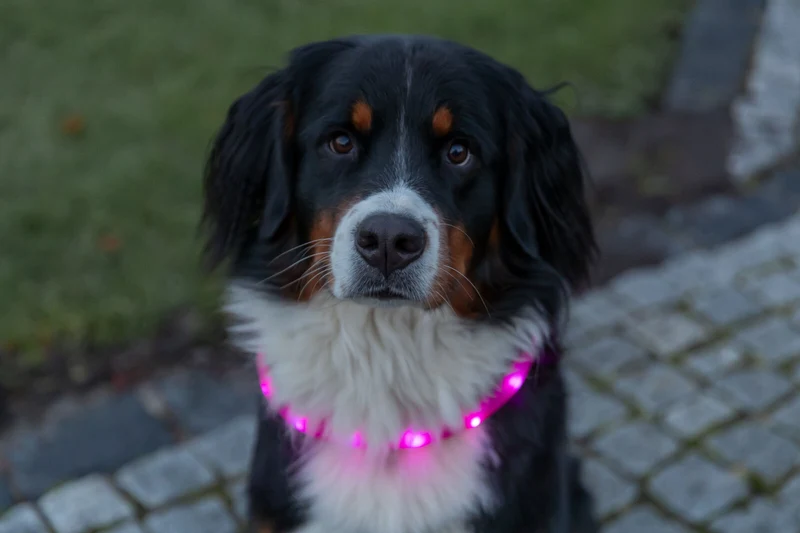 extra breites Leuchthalsband für langhaarige Hunde, wiederaufladbar