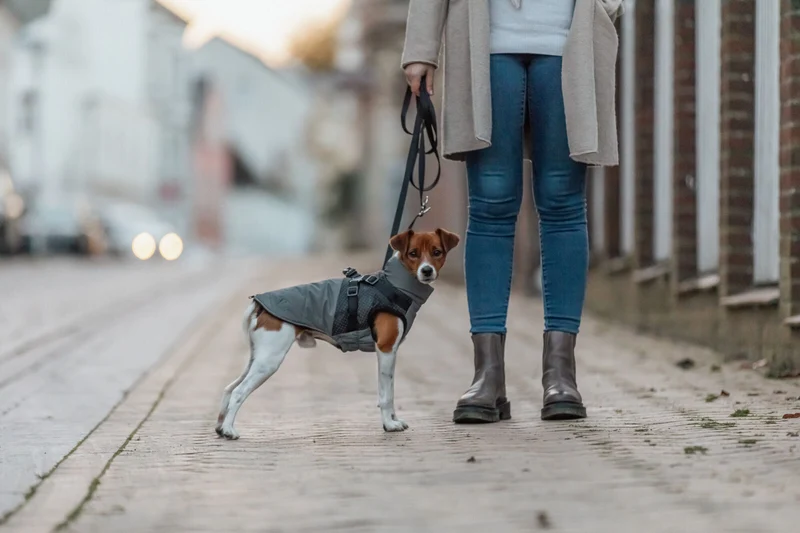 vollreflektierender Geschirr-Wintermantel Pontis Reflect für Hunde, wasserdicht
