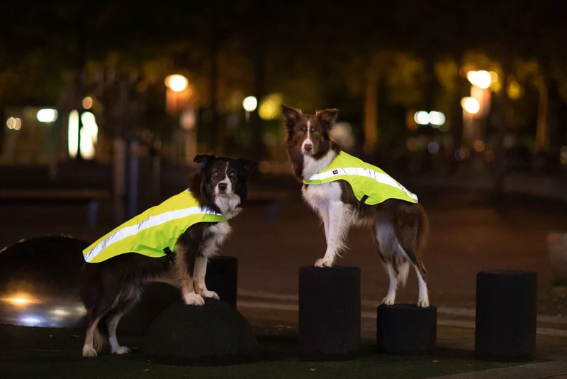 Sicherheitsweste für Hunde mit Bauchgurt und Reißverschluss am Rücken
