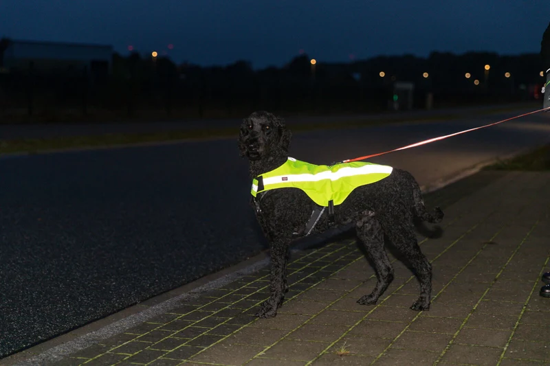 Sicherheitsweste für Hunde mit Bauchgurt und Reißverschluss am Rücken