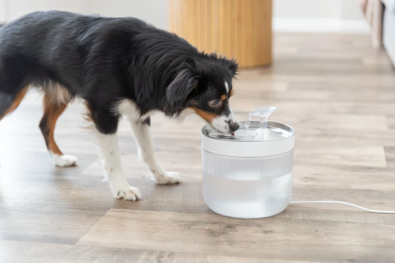 Aqua Clear runder Trinkbrunnen für Hunde mit Edelstahltrinkschale