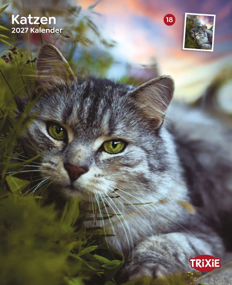 Kalender Katzen