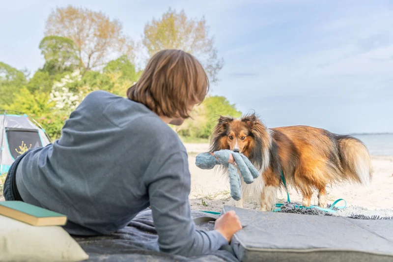 Hundespielzeug Plüsch-Knisterdino