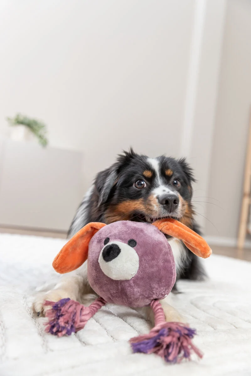 Hundespielzeug Plüschhund am Tau mit Quietscher