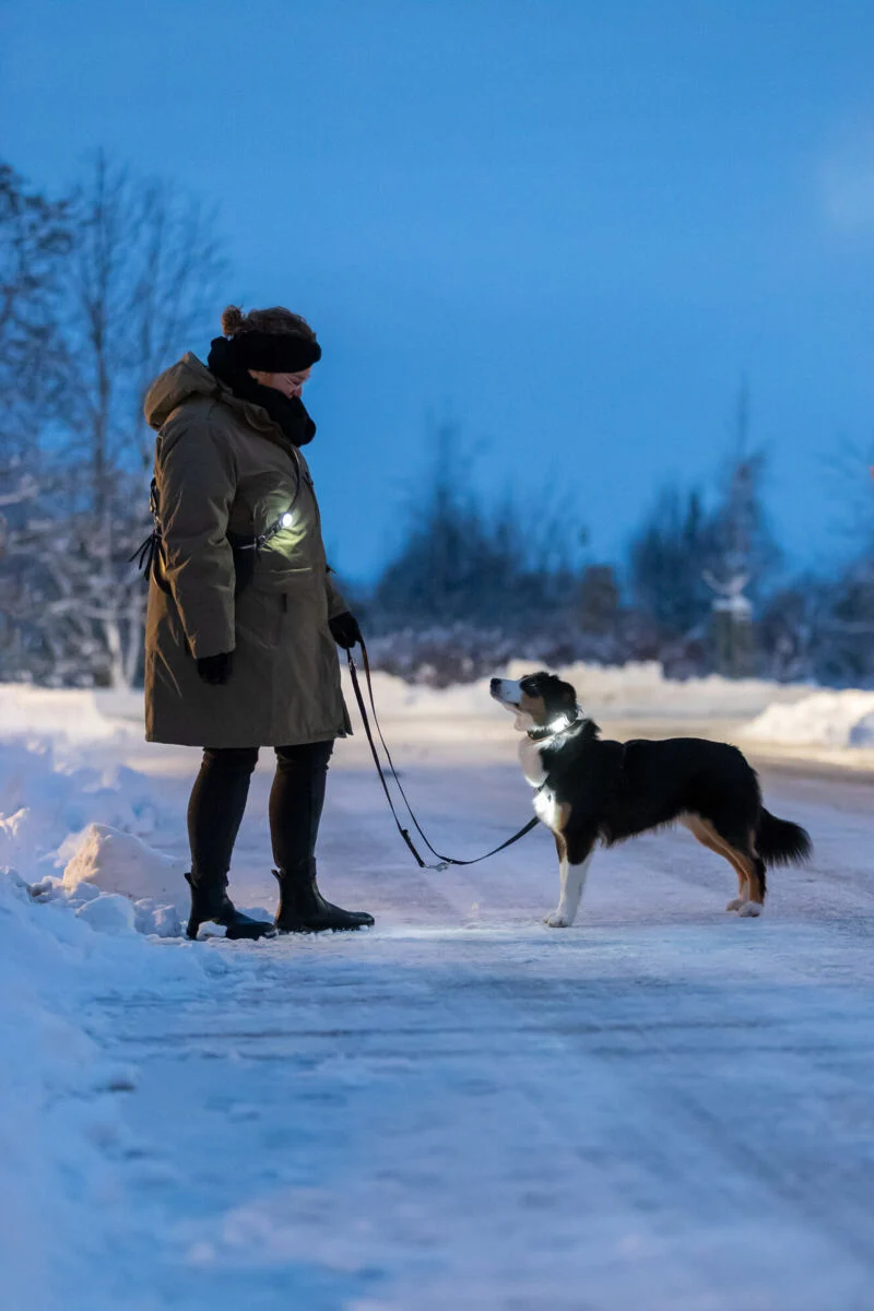 heller USB-Flasher für Hunde mit Silikonlasche