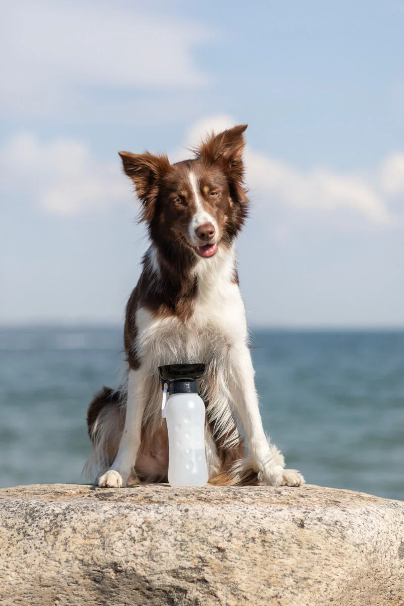 Flasche mit Trinknapf
