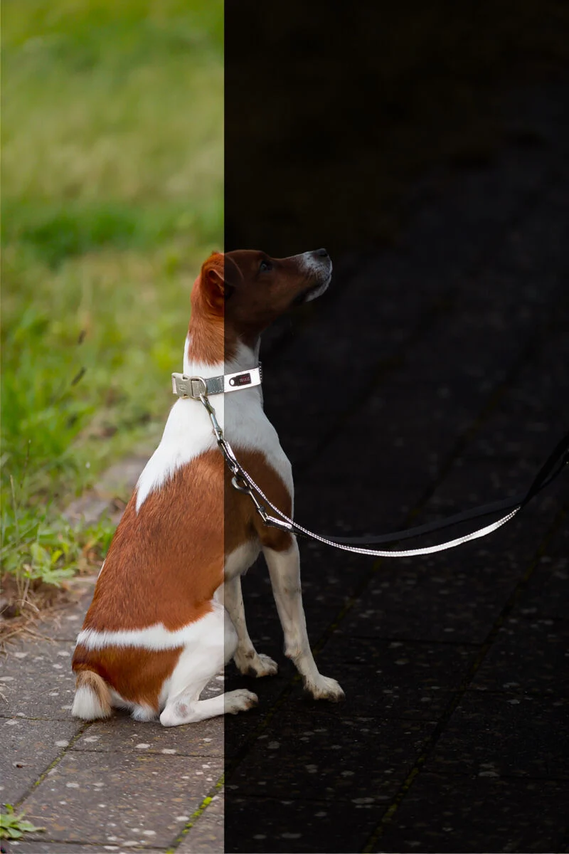 vollreflektierendes Hundehalsband Premium Reflect