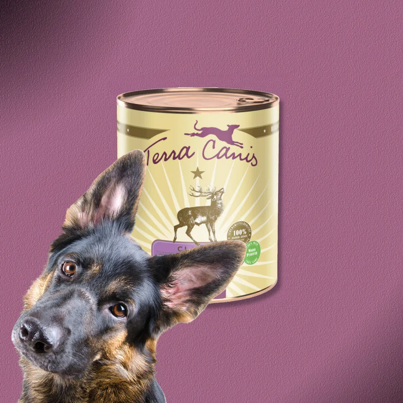 6x800g Terra Canis Classic - Wild mit Kürbis, Amaranth und Preiselbeere